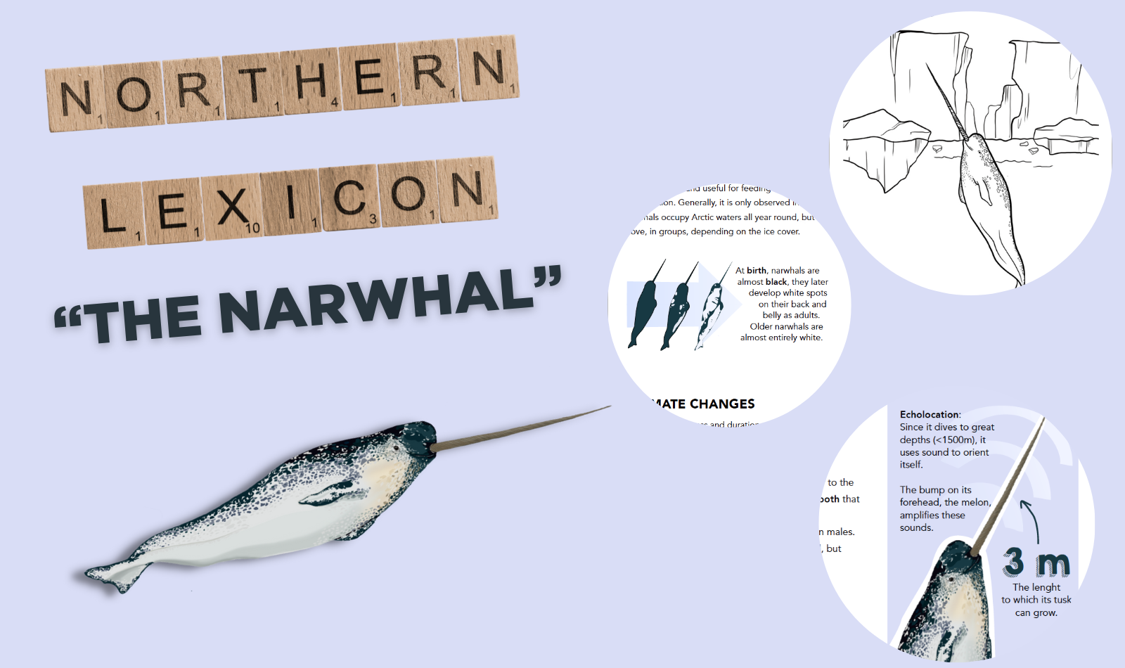 northern-lexicon-Narwhal