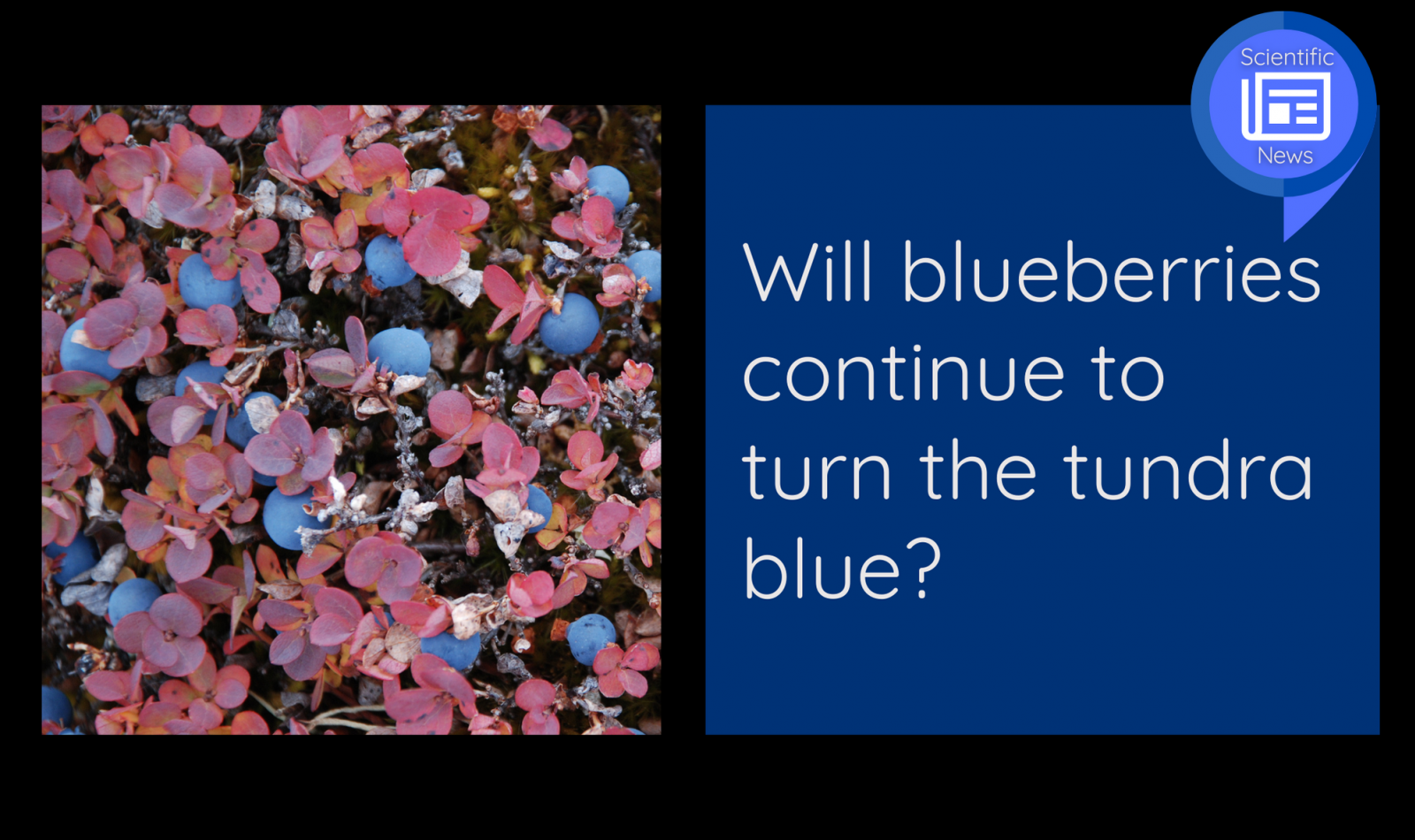 will-blueberries-continue-to-turn-the-tundra-blue