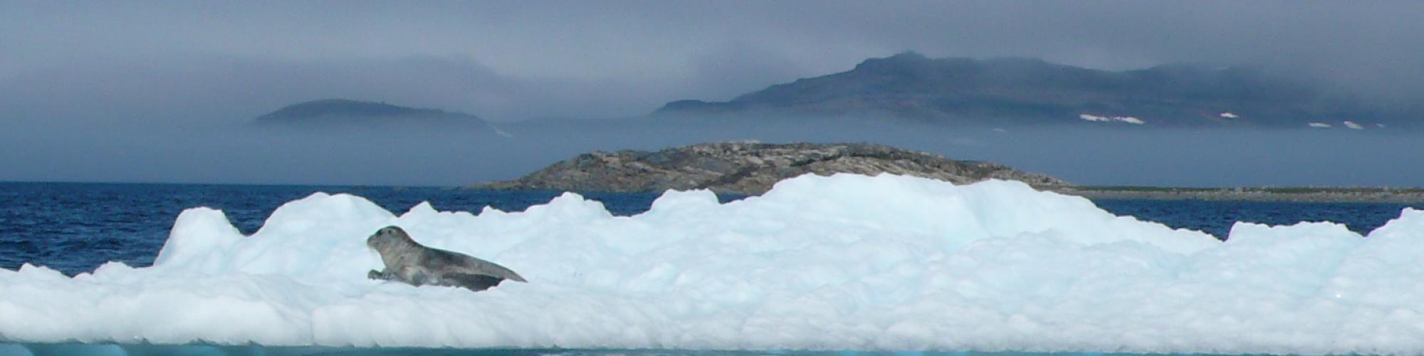 Projet sur les interactions côtières du Nunatsiavut (PICN) : Climat, environnement et stratégies de subsistance des Inuits du Labrador