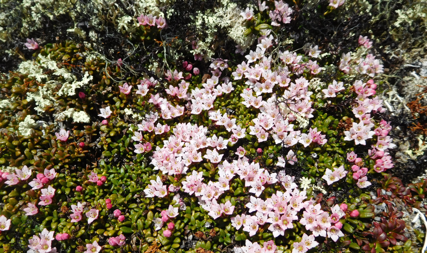 fleurs