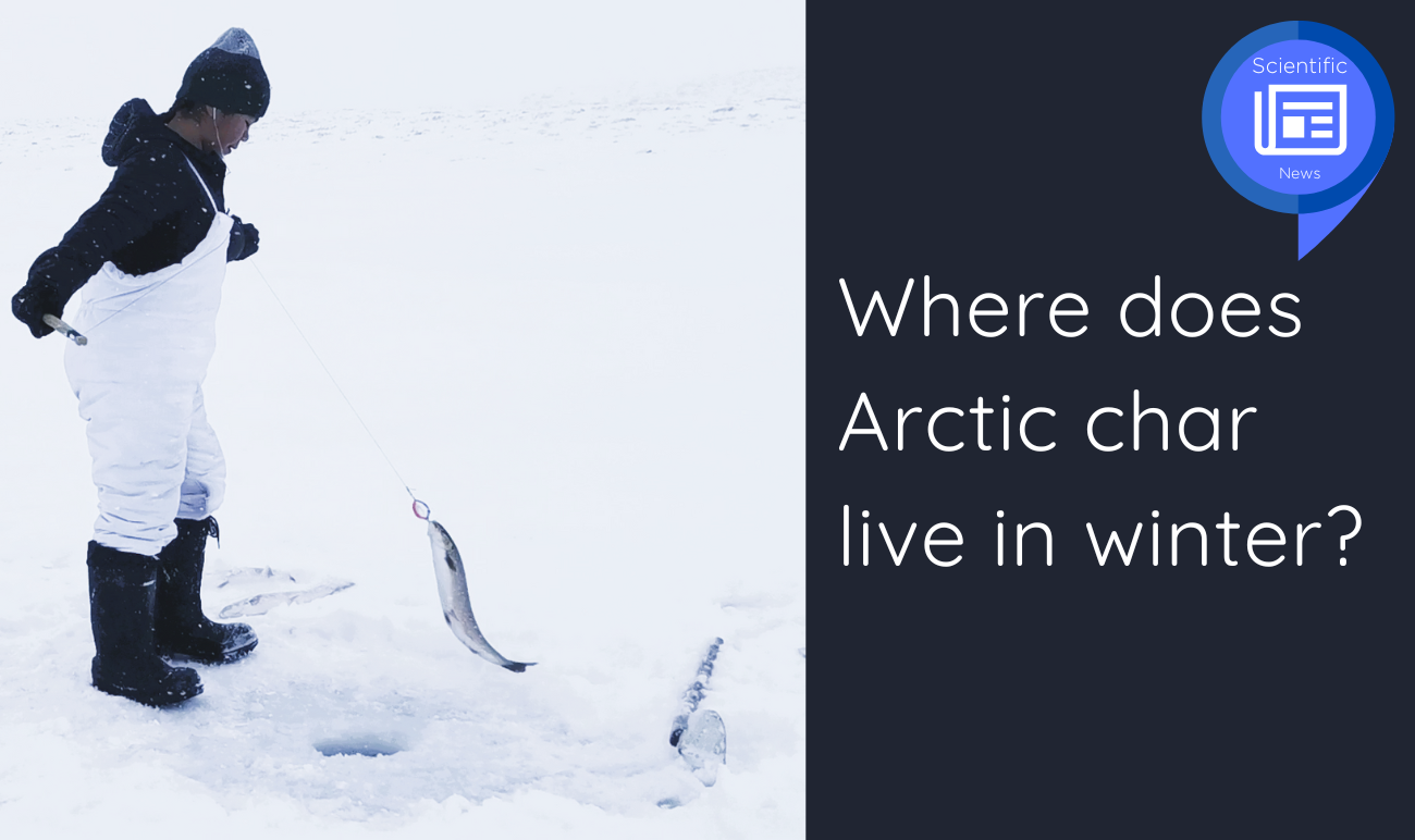 Where does Arctic char live in winter?