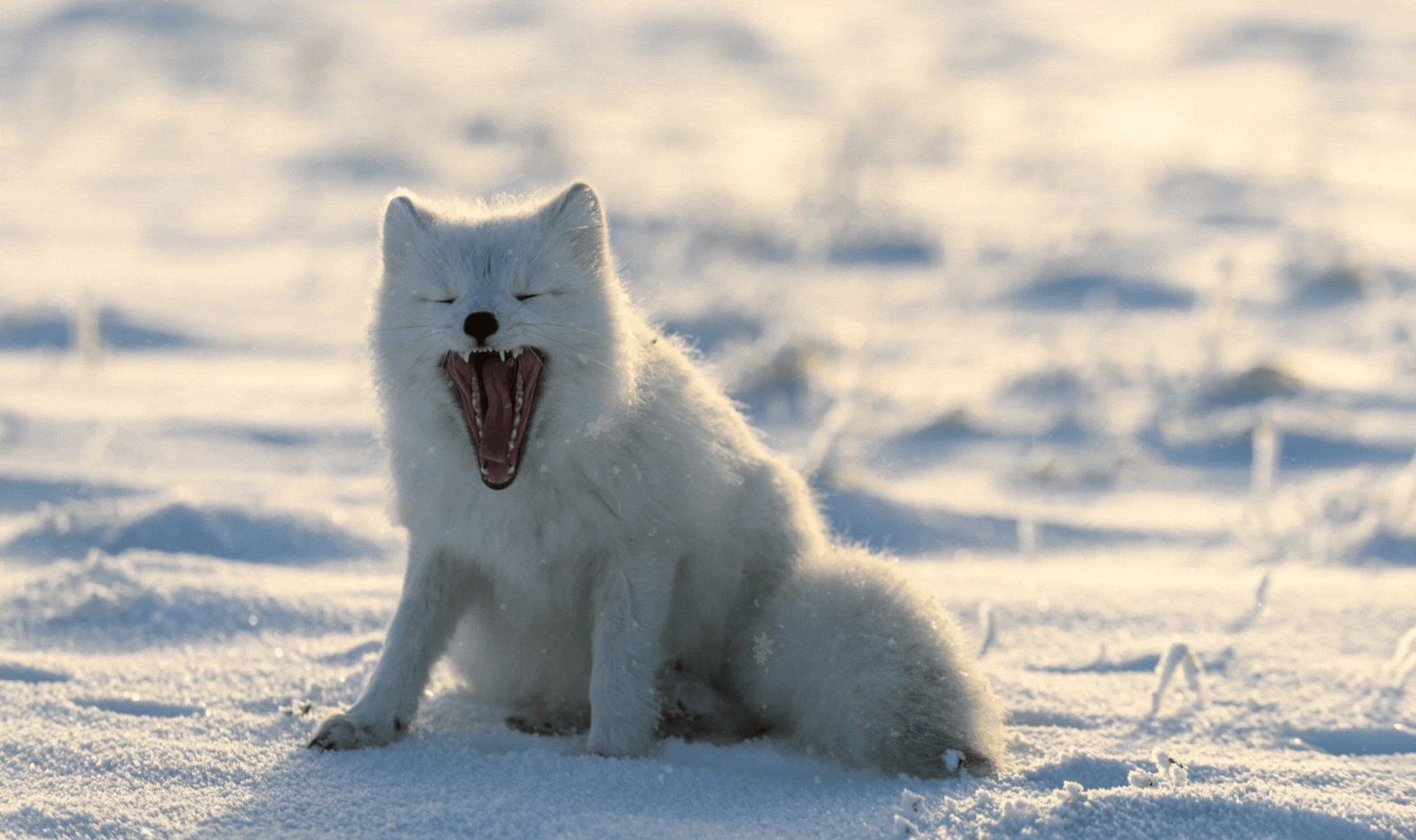 Infolettre de l'INQ | Décembre 2025