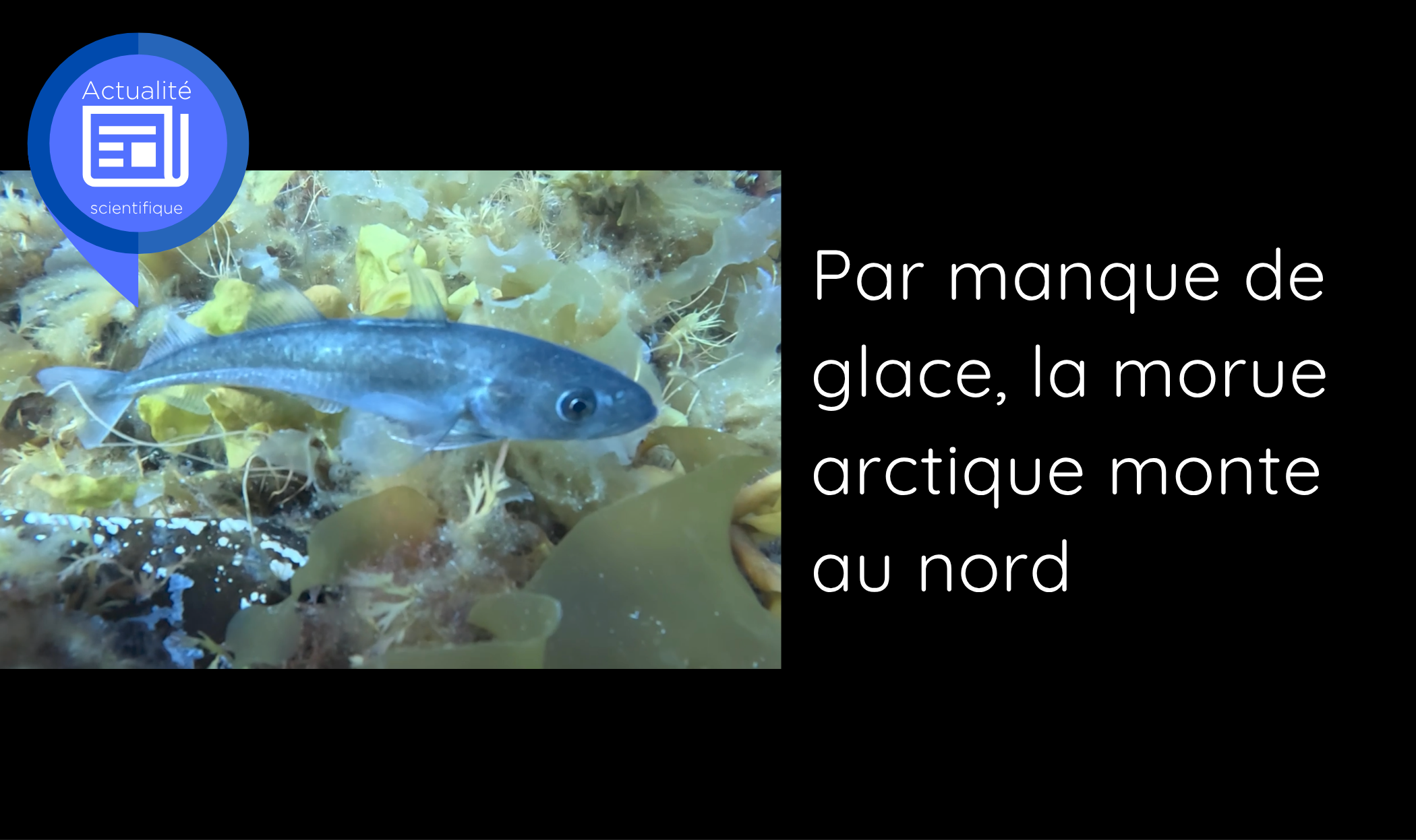 cover-scientific-news