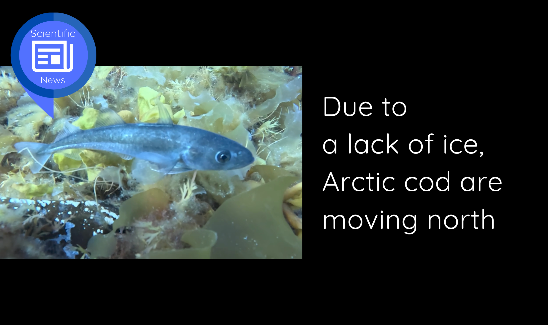 cover-scientific-news