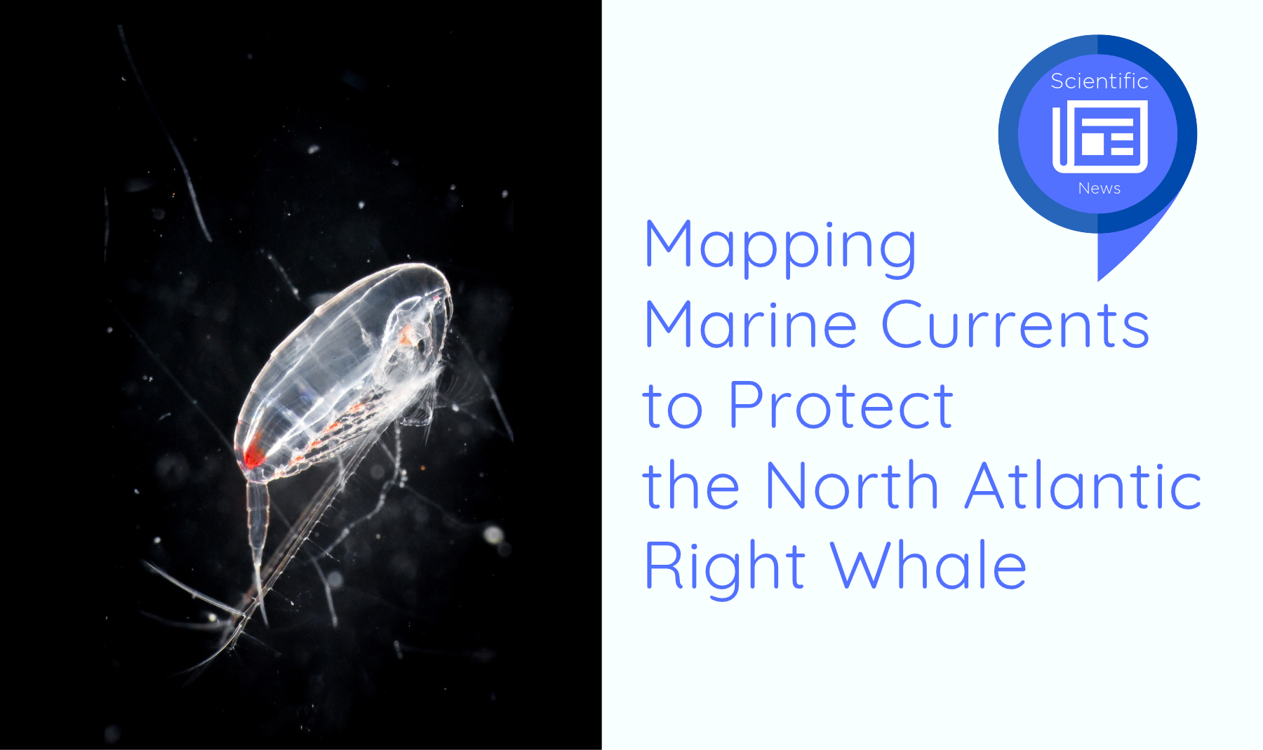 Mapping Marine Currents to Protect the North Atlantic Right Whale 